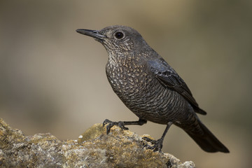 Monticola solitarius standing on a rock