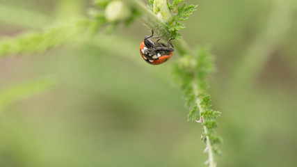 Fototapeta premium The Ladybird sits on a colored leaf. Macro photo of ladybug close-up. Coccinellidae.