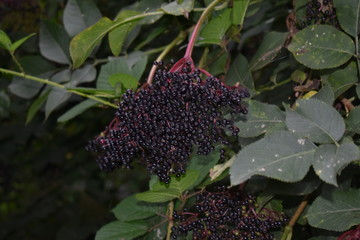 Black elderberry fruits (Sambucus nigra) close-up