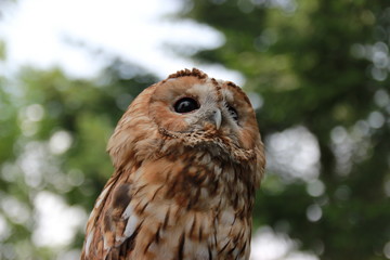 Owl in the forest, night hunter close-up