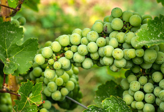 Weintrauben