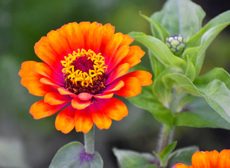 Orange and yellow flower pedals