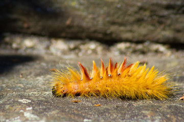 Side view of a fuzzy caterpillar walking over a stone floor. The caterpillar is bright yellow wiith white and black spots and long fuzzy hair