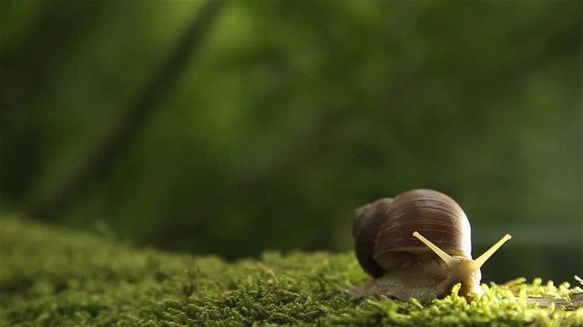 A grape snail on a green moss in the forest slowly turns its head