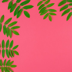 Green rowan tree leaves on bright pink background