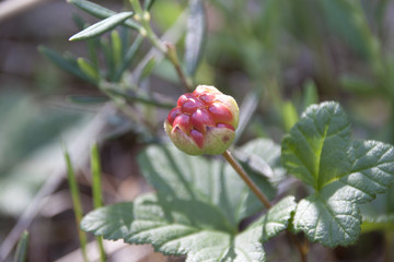 Sprigs of cloudberry with berries in nature