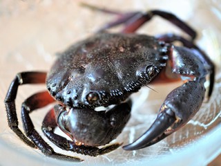 Live crab in a crystal dish