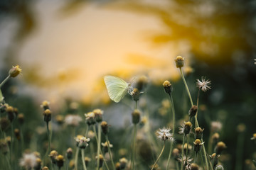 Butterfly On Grass Field With Warm Light