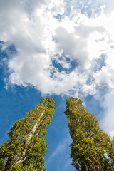 Two poplars grow up against white clouds in the form of a circle.