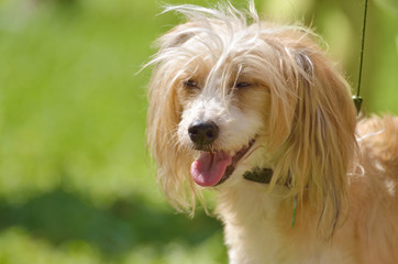 The Dachshund is a hunting dog.This breed of dog is very popular.