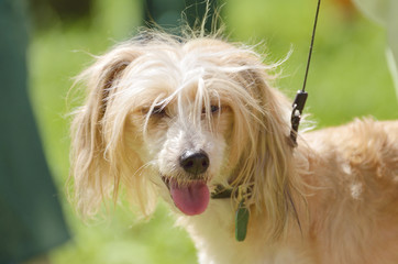 The Dachshund is a hunting dog.This breed of dog is very popular.