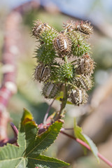 Green wild plant.