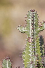 Green spiny cactus.