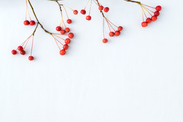 Branches with small red apples on a white background