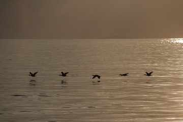 A group of birds flying over the sea close to the water