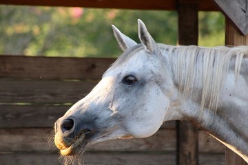 Close Up of Grey Horse Eating