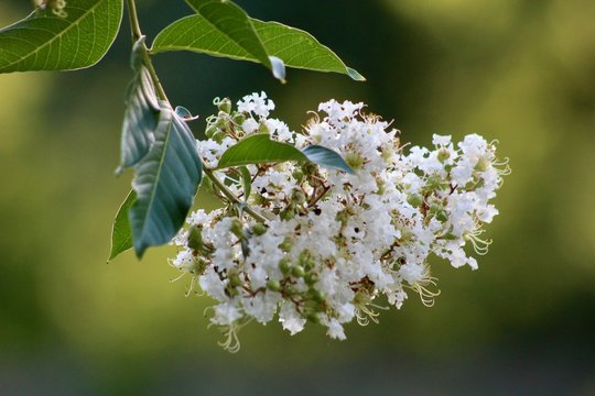 White Crepe Myrtle Blossoms