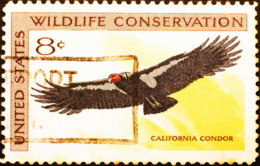 California condor on american stamp