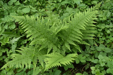Lady fern in nature