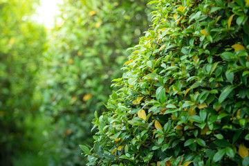 Green bushes and warm sunshine give you a bright morning.