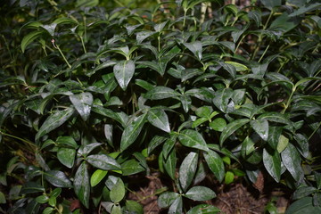 Green plant in nature