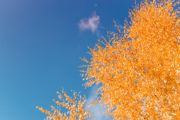 Fototapeta na wymiar Colorful autumn leaves on a blue sky