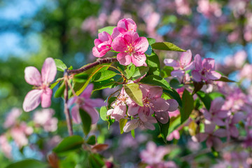 Elegant Spring Blossom Tree Branch
