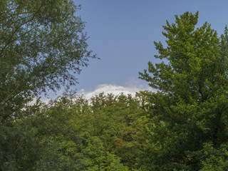 Sky in frames of trees