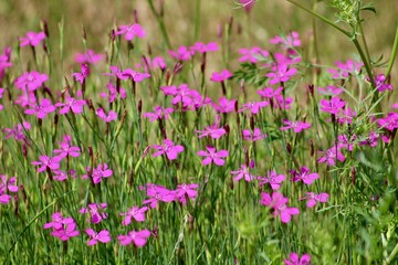 Obraz premium Pink Purple Wild Flowers in Field