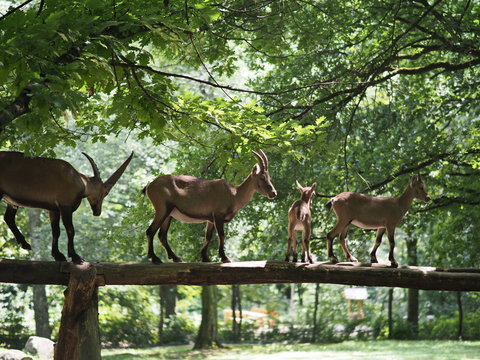 Steinwild, Familie im Wildpark - Capricorn family in the wildlife park