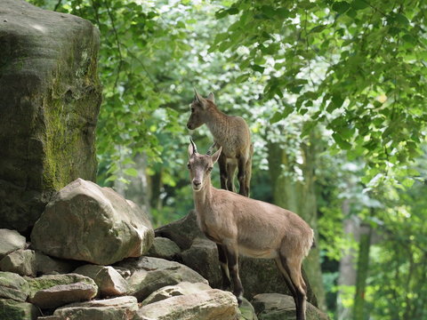 Steinwild, Mutter mit Kitz - Ibex, mother with fawn
