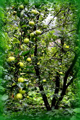 Fruit madness. Small apples in an apple tree in orchard, in early summer