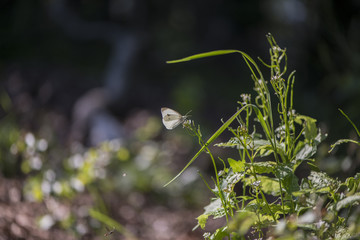 Butterfly in flight
