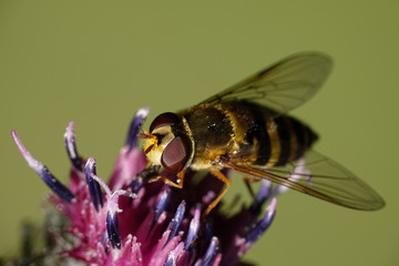 Hoverfly (Syrphidae)
