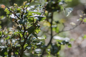 Butterfly in flight