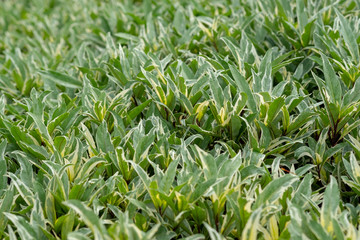 pattern of green leaves in the garden