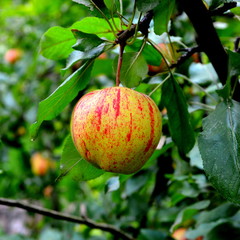 Fruit madness. Small apples in an apple tree in orchard, in early summer