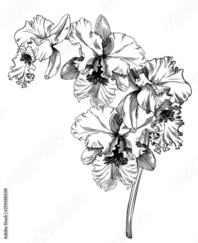 Cattleya Orchid Drawing