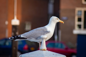 Beautiful Seagull standing on wooden pole in the water of Leiden`s channel