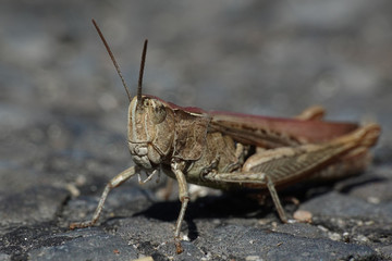 Grasshopper (Orthoptera) © dennisjacobsen