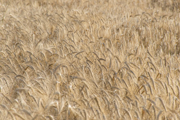 The wheat