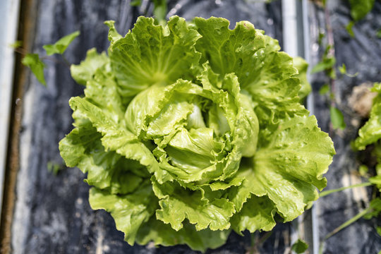 Insalata biologica, fresca e croccante, pronta per le nostre tavole