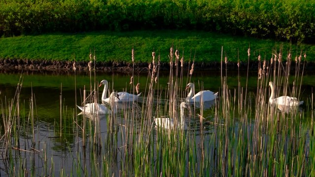 Five white swans floating on water. Swans swimming in lake on summer nature background. Graceful birds in summer park.