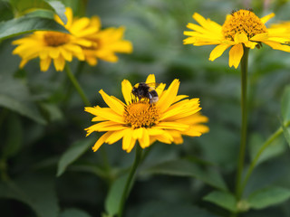 Bumblebee on yellow flower