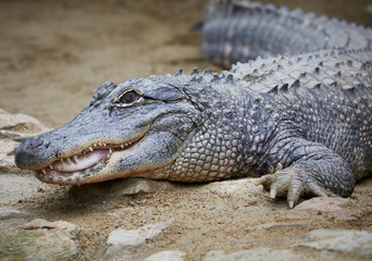 Obraz premium Cocodrilo gris
