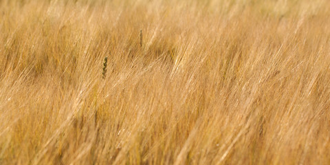 ears of rye in a summer sunny field