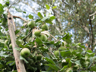 Green apples ripen