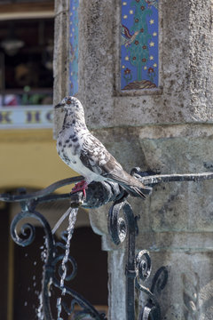 Pigeon on the fountain in hippocrates square in Rhodes, Greece