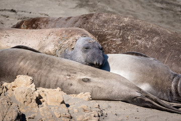 Elephant seals on the shore in San Simeon, California.