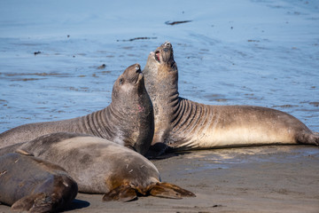 Obraz premium Elephant seals sparring on the beach in California.